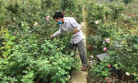 Hết hạn cách ly COVID-19, hoa hồng Hạ Lôi lại đi muôn nơi