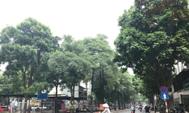 Người dân vùng hoa sữa dày đặc ở Cầu Giấy từng đề nghị thay cây