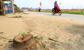 Phát hiện thêm hàng loạt xã chặt cây xanh để… đòi vỉa hè