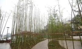 Lý do hàng nghìn cây trúc được trồng ven hồ Trúc Bạch ở Hà Nội