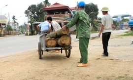 Chặt cây đòi ...vỉa hè ở Thạch Thất: Gỗ về đâu?