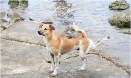 Chú chó tên Sơn Tùng nổi tiếng ở Trường Sa