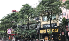 Hà Nội chưa di chuyển cây hoa sữa ở đường Nguyễn Chí Thanh vì 'còn ý kiến khác nhau'