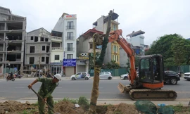 Trồng mới hàng cây xanh trên đường Huỳnh Thúc Kháng kéo dài
