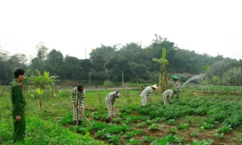 Chưa quy định phạm nhân lao động ngoài trại giam