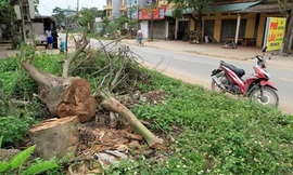 Cây xanh bị chặt hạ ở xã Bình Yên. Ảnh: Trường Phong