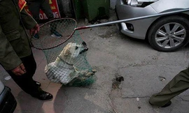 Các xã, phường ở Hà Nội lập đội bắt chó thả rông