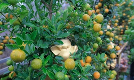 Vườn quất dáng 'cực độc' đón Tết Kỷ hợi 2019