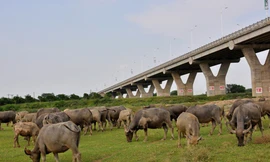 Theo Nghị quyết, sẽ không còn được chăn thả trâu ở chân cầu Vĩnh Tuy