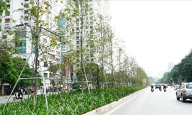 Hàng cây phong trồng ở Hà Nội sắp bị thay thế