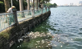 Tình trạng cá chết ở hồ Tây kéo dài gần nửa tháng