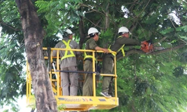 Hà Nội rà soát toàn bộ cây xanh, xử lý cây mục có nguy cơ gãy, đổ