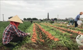 Lộ nguyên nhân khiến tiêu thụ nông sản, gia cầm ở Hải Dương vẫn bị ùn ứ