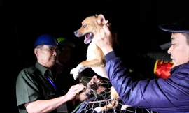 Một chú chó thả rông bị bắt trên địa bàn quận Thanh Xuân. Ảnh: Trường Phong