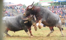 Nảy lửa những cú 'hổ lao' ở chọi trâu Hải Lựu