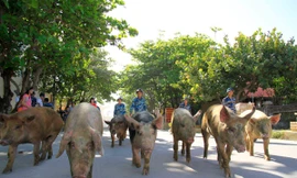 Năm Hợi, xem ảnh những chú lợn ỉn ở Trường Sa