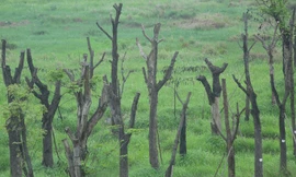 Lạc vào vườn ươm cổ thụ chết khô như phim kinh dị giữa Hà Nội