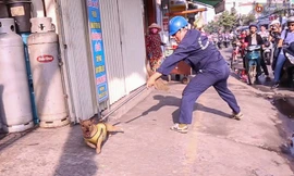 Bắt chó thả rông ở TP HCM