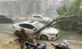 Chủ tịch Hà Nội ký công điện 'hoả tốc' về phòng chống thiên tai, ngập lụt, cây xanh gãy, đổ