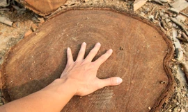 Chặt cây... đòi vỉa hè: Cổ thụ cách đường 10 mét cũng không tha