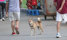 Hà Nội sẽ lập tổ phản ứng nhanh bắt chó thả rông