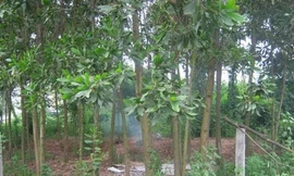 Mẹ chở con vào rừng cao su rồi tẩm xăng cùng thiêu