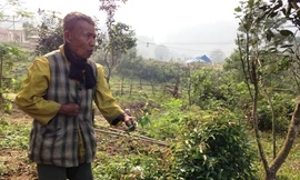 Rừng thuốc nam giữa Trường Sơn của người Mã Liềng