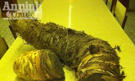 Củ khoai môn nặng hơn 16kg ở Tam Đảo