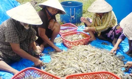 Thu hoạch tôm nuôi theo mô hình công nghiệp ở miền Tây. Ảnh: Ái Nam