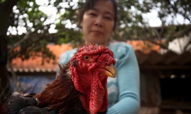 Gà Đông Tảo có giá trên 17 triệu đồng