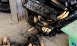 Số ngà voi giấu trong các bao than củi. Ảnh: VnExpress