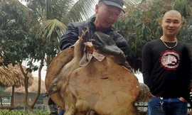 Tận mắt thấy ba ba gần 40kg bắt ở Hà Nội