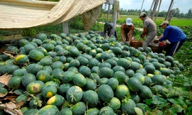 Giá dưa hấu tăng trở lại