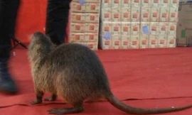 Chuột khổng lồ cao đến đầu gối người 