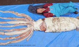 Chú mực ống khổng lồ 