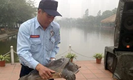 Nửa giờ vật lộn bắt ba ba 'khủng' gần 40kg