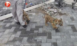  Bị bắt giữ vì...dắt hổ đi bar