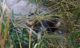 Bò tót xuất hiện ở khu dân cư Bình Thuận