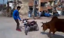 Đốt lốp giữa đường, bị bò đuổi té khói