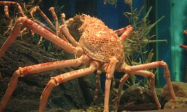 Năm 2009, một con cua nhện khổng lồ được ngư dân bắt được ở khu vịnh Suraga, phía tây nam Tokyo, Nhật Bản có cân nặng đạt tới 15 kg, dài 3m. Ảnh minh họa 