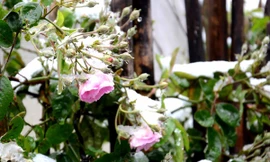 Ngắm tuyết trắng trên đỉnh đèo Ô Quý Hồ