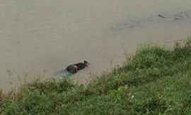 Xác cô gái trôi sông với nhiều vết xước trên người