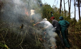 Nỗ lực dập tắt đám cháy rừng giữa trưa nóng