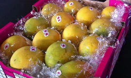 Khay xoài 12 quả giá hơn 1 tỷ đồng