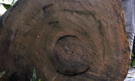 Đi câu cá, vớt được cây sưa trị giá 20 tỷ đồng