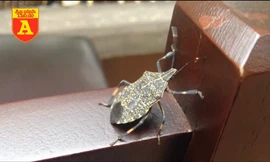 Bọ xít hút máu tái xuất hiện tại Hà Nội