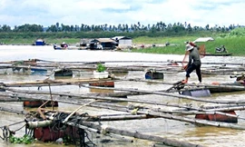 Nuôi cá… không cần cho ăn vẫn lớn vèo vèo