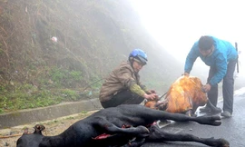 Trâu bò chết rét hàng loạt ở Sapa