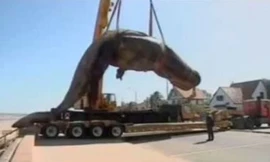 Cảnh tượng trước khi chú cá được thả xuống xe tải