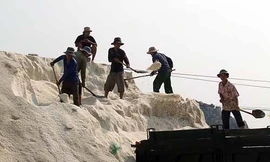 Diêm dân ở tỉnh Ninh Thuận trúng đậm mùa muối nhưng không vui vì giá rẻ (Ảnh: Lê Trường/NLĐ).